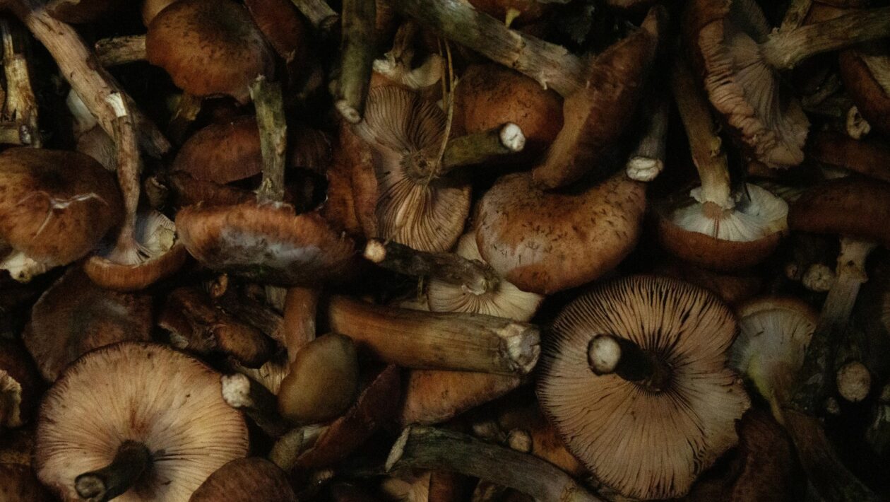 Etika a spoločenská zodpovednosť manažéra: Rozhodovanie a hodnoty