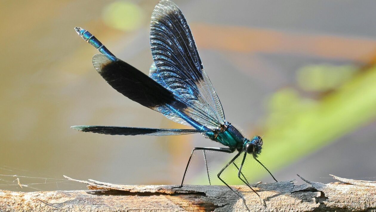 Konkurenčné stratégie podľa Portera: Diferenciácia, náklady a zameranie