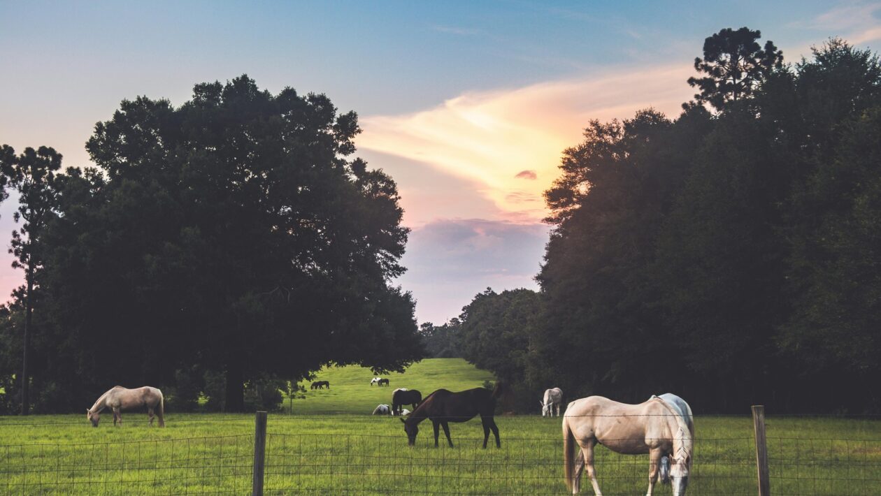 Princípy riadenia: Kybernetika, riadenie a dôležitosť spätných väzieb
