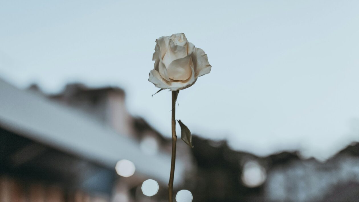 Psychologická bezpečnosť: Psychologické aspekty agilného vedenia a tímovej práce