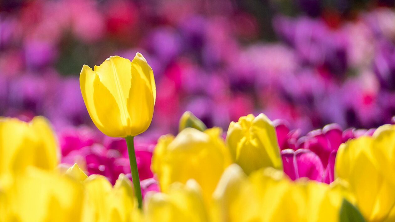 Change management: Prekážky implementácie stratégie a ich prekonanie