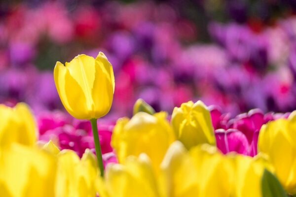 Change management: Prekážky implementácie stratégie a ich prekonanie