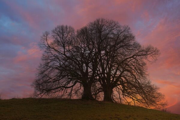 Performance management: Riadenie výkonnosti prostredníctvom BSC