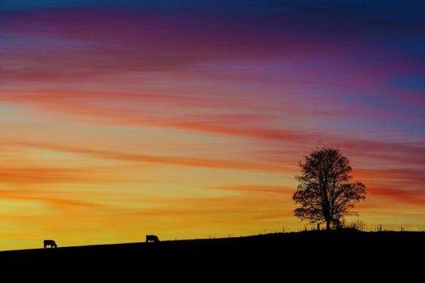 Digitálny risk management: Softvérové nástroje na riadenie rizík