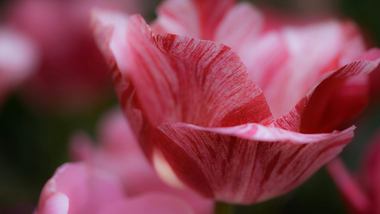 Krízová komunikácia: Krízová komunikácia a obnova reputácie