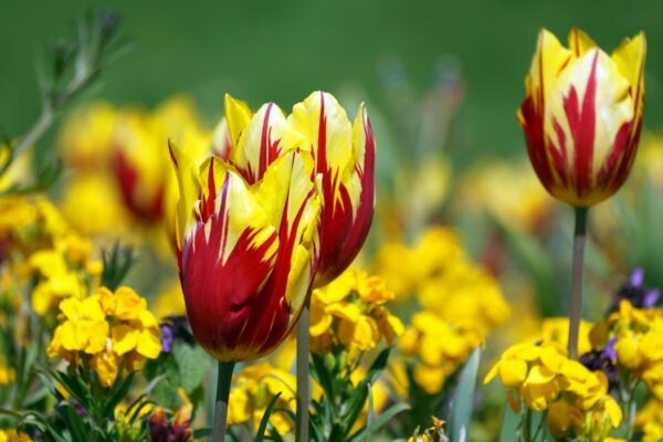 Otvorené inovácie: Otvorené inovácie a spolupráca s externými partnermi