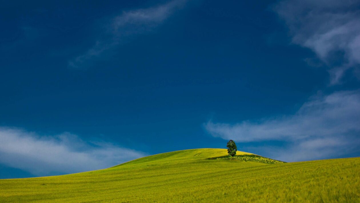 Interkultúrna komunikácia: Interkultúrna komunikácia v manažmente
