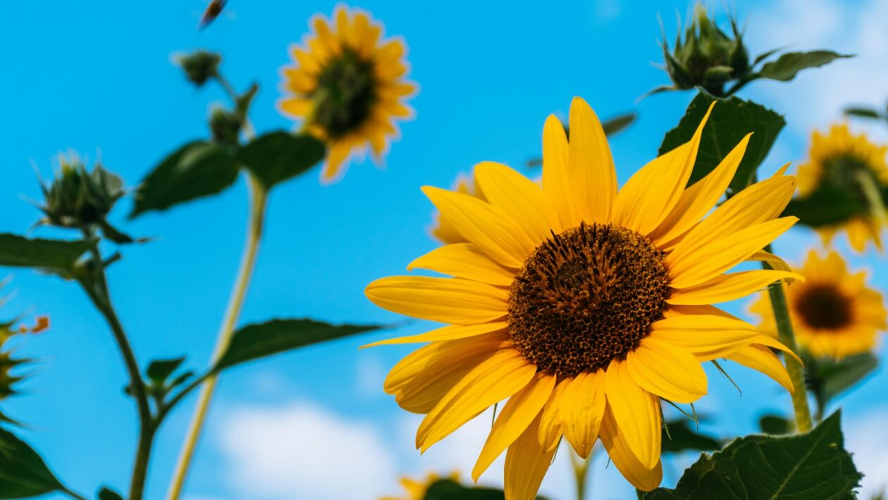 Interkultúrna inteligencia: Interkultúrna inteligencia manažéra