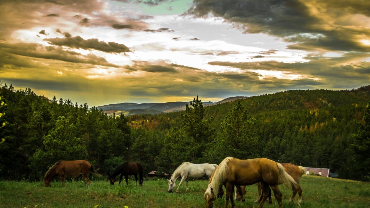 Globálne stratégie: Typy globálnych obchodných stratégií